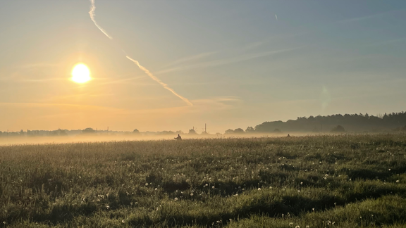 Sonnenaufgang in der Wiese
