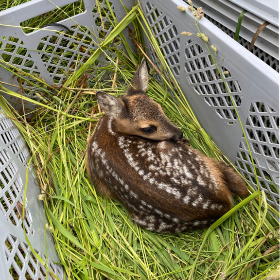 Rehkitz als Symbolbild für Ergbnisse der Saison