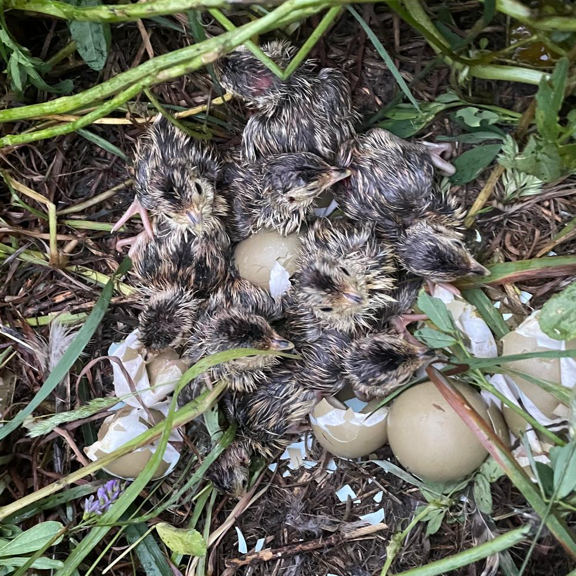 Fasenenhenne als Symbolbild für Ergbnisse der Saison